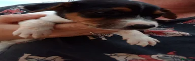 Jack Russell 2