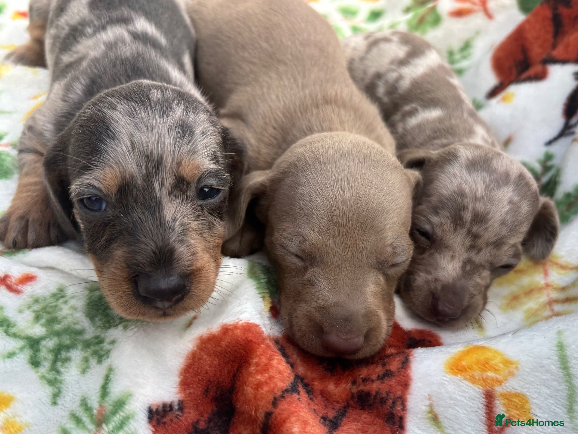 Miniature Dachshund dogs 8 beautiful miniture dachshund puppies!! - Advert 7