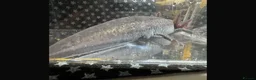 Axolotl reptiles for sale: Axanthic Melanistic Axoltol in Barrow-in-Furness - Advert 7