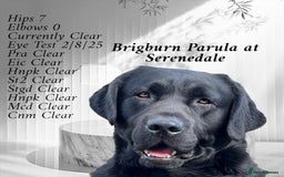 Labrador Retriever dogs for stud: Show Chunky Black Male for Stud - Image 2