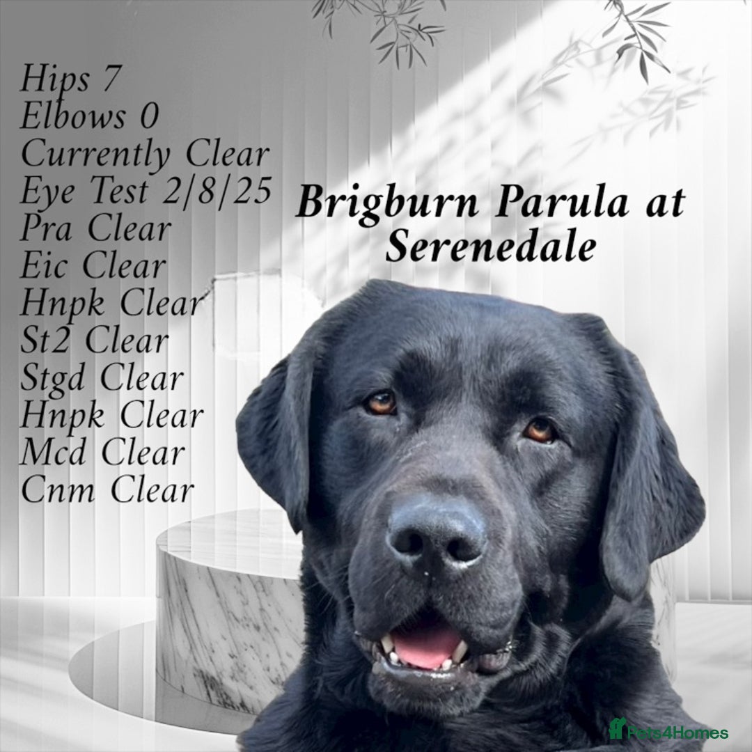 Labrador Retriever dogs for stud: Show Chunky Black Male for Stud - Image 2