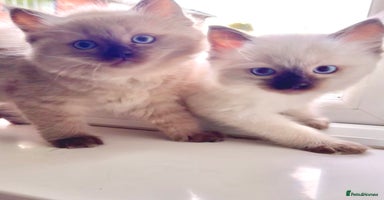 Ragdoll cats - Advert 3