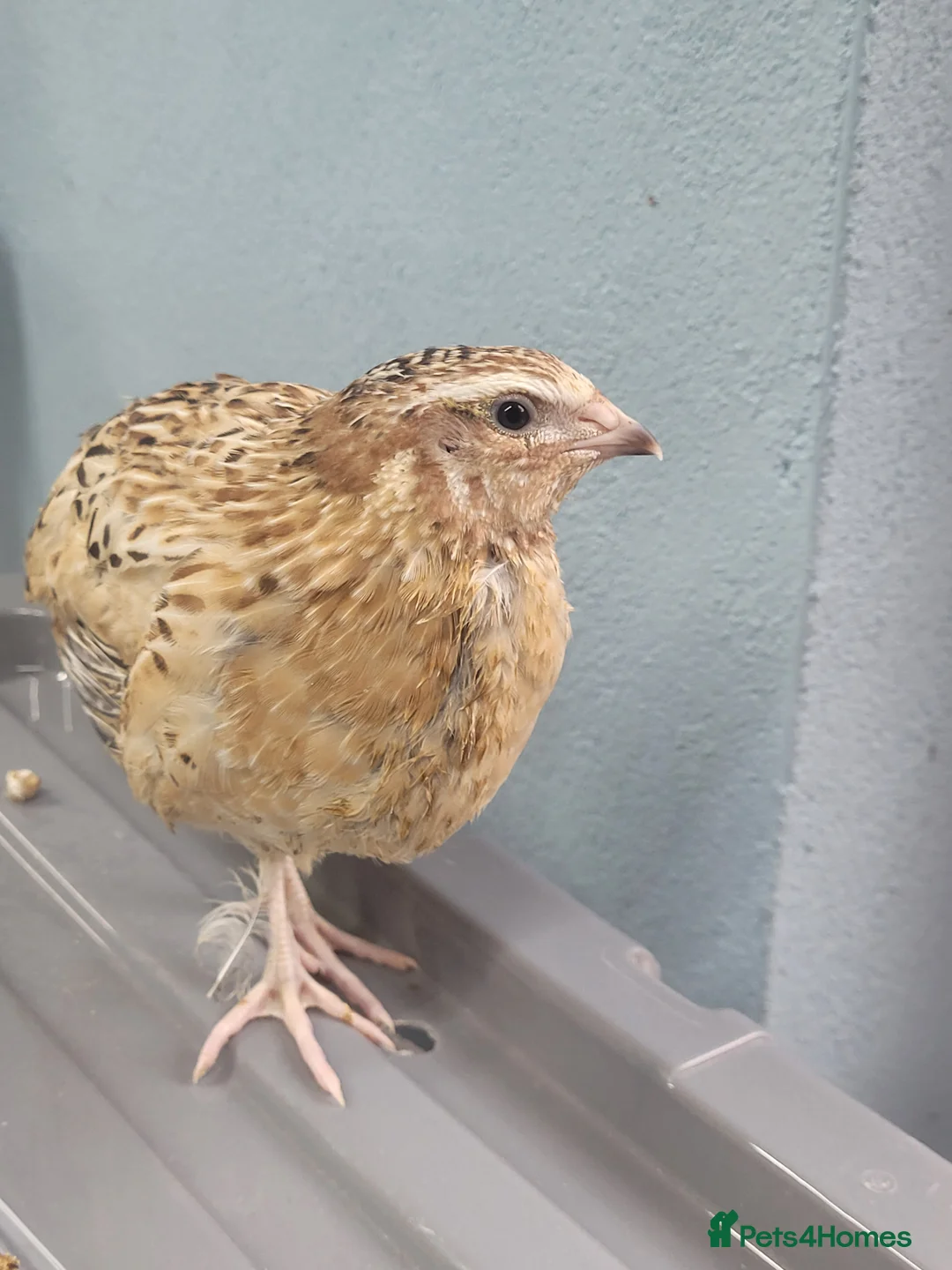 Quail poultry for sale: Quail chicks - Advert 5