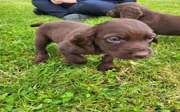Cocker Spaniel dogs for sale: Cocker Spaniel - Image 7