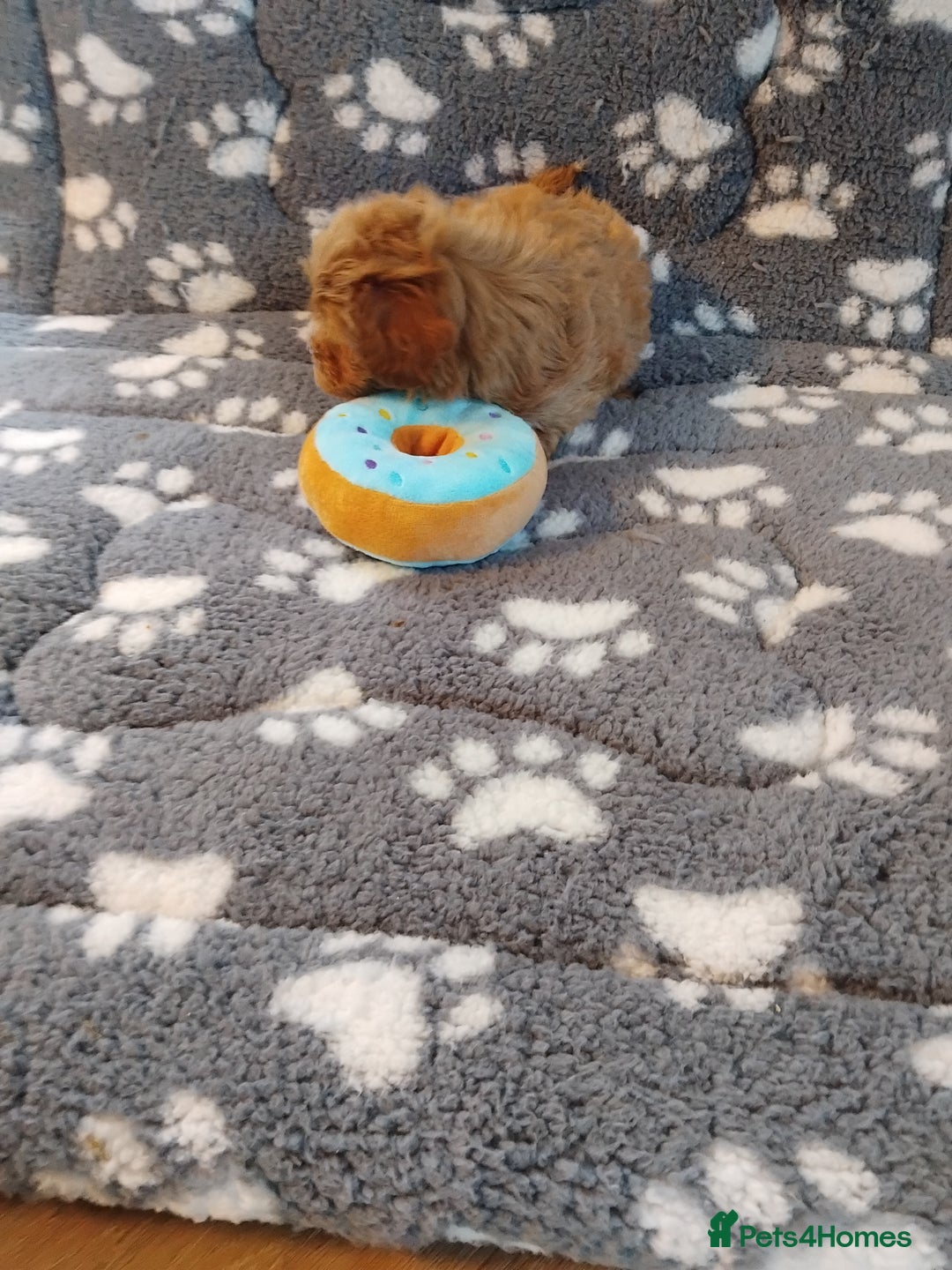 Maltipoo dogs for sale: Maltipoo puppies  - Advert 14