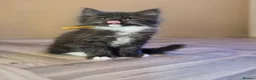 Mixed Breed cats for sale: Gorgeous main coon cross ragdoll kittens - Advert 5