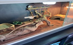 Bearded Dragon reptiles for sale: Vivarium tank set up  - Image 4