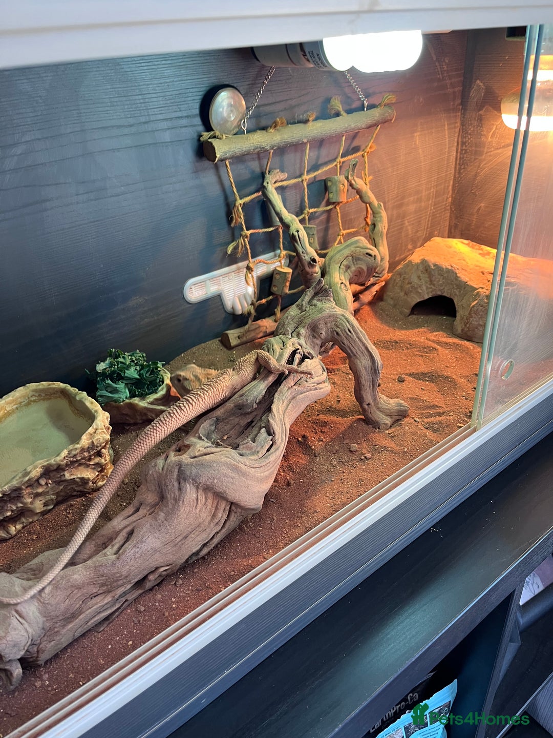 Bearded Dragon reptiles for sale: Vivarium tank set up  - Image 4