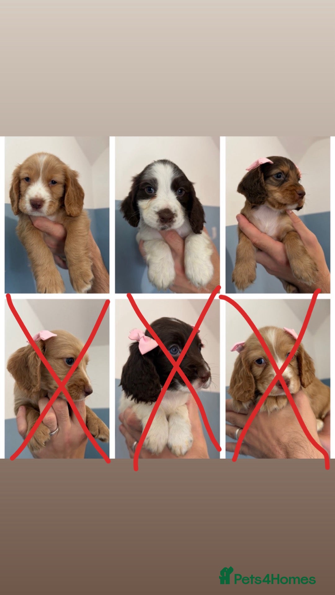 Sprocker dogs Sprocker puppies  - Advert 11