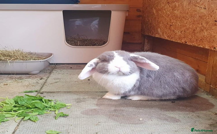 German Lop rabbits - Advert 2