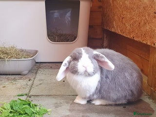 German Lop rabbits - Advert 2