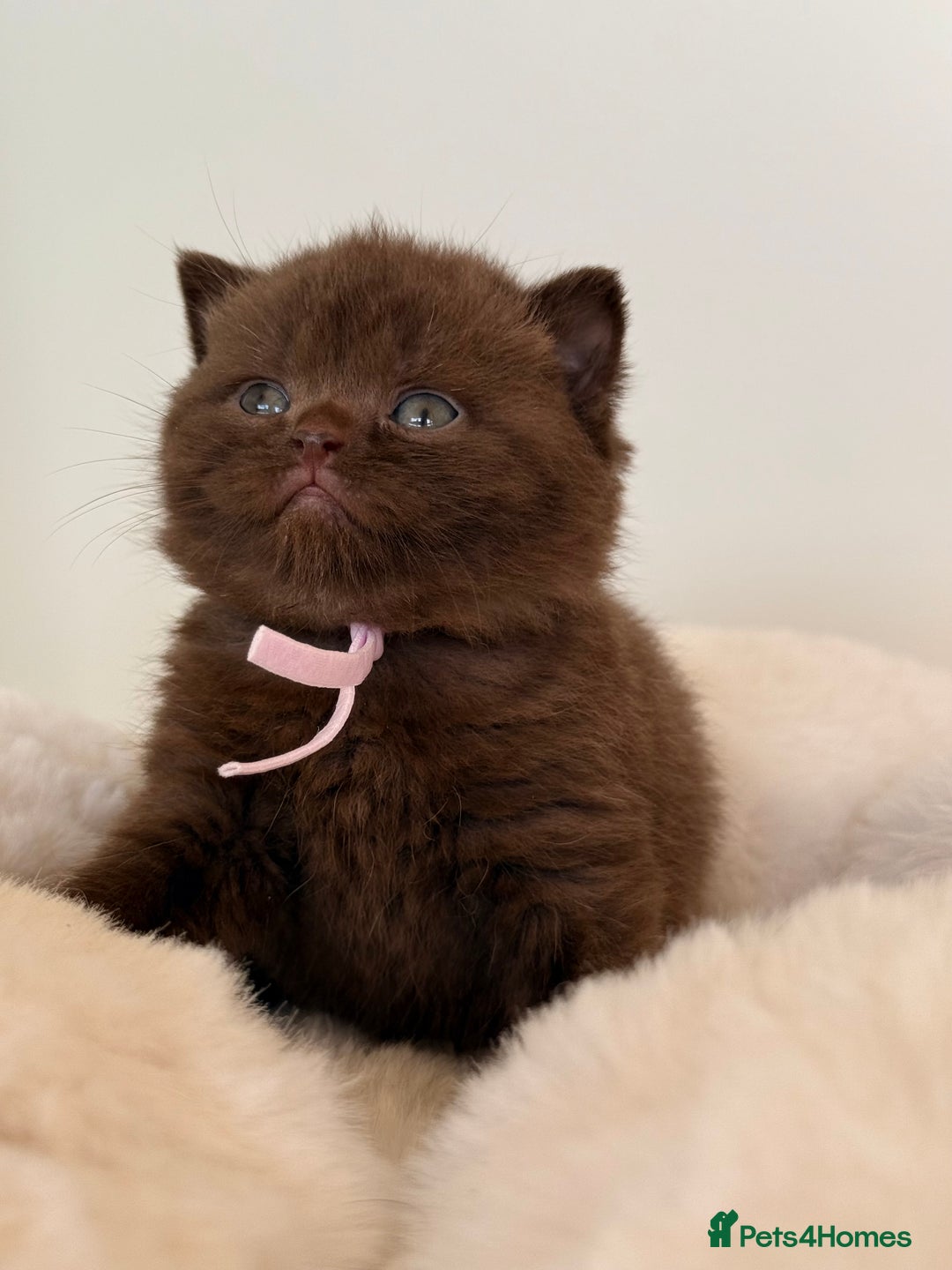 British Shorthair cats for sale: 7 British Shorthair Kittens TICA®️ – Import Lines - Advert 4