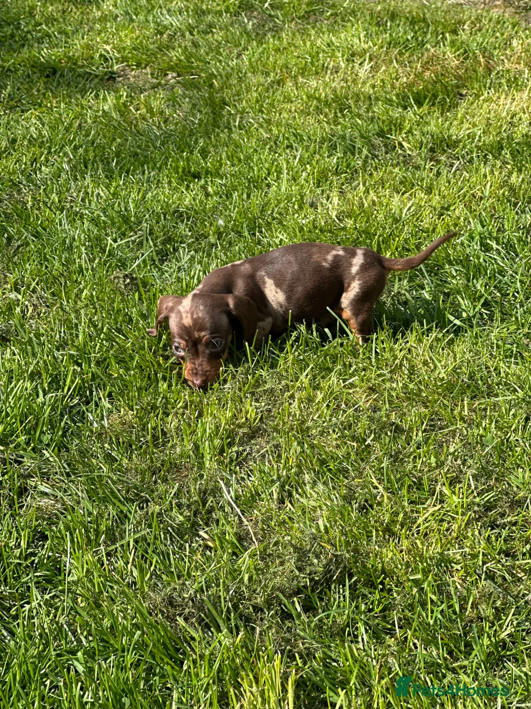 Dachshund dogs for sale: Miniature Daschunds puppies - Advert 33