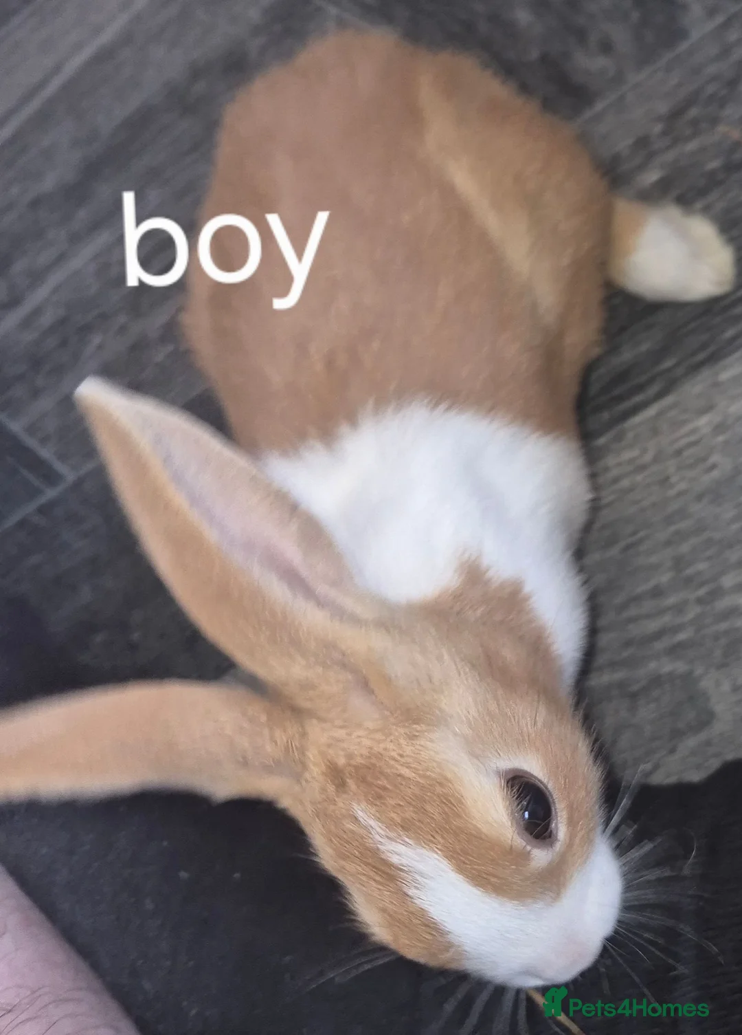 Dutch rabbits for sale: Dutch bunnies - Advert 2