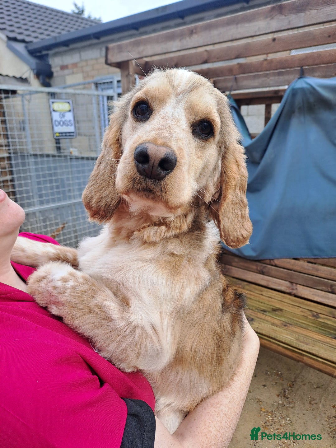 Cocker Spaniel dogs for stud: Kc Registered Cocker Spaniel Stud in March - Advert 1