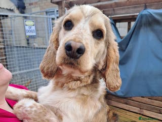 Cocker Spaniel dogs Kc Registered Cocker Spaniel Stud in March - Advert 20