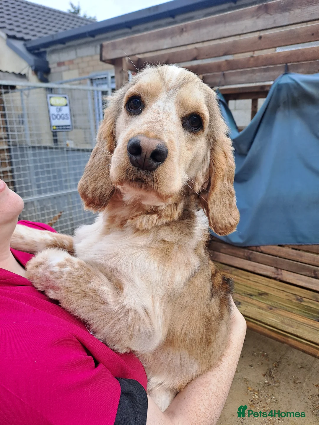 Cocker Spaniel dogs for stud: Kc Registered Cocker Spaniel Stud in March - Advert 3