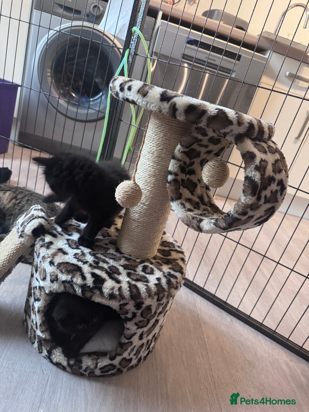Mixed Breed cats for sale: 5 super cute kittens  - Image 5