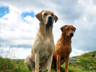 Labrador Retriever dogs - Advert 16