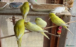 Budgerigars birds for sale: Budgies with an Aviary available. - Image 29