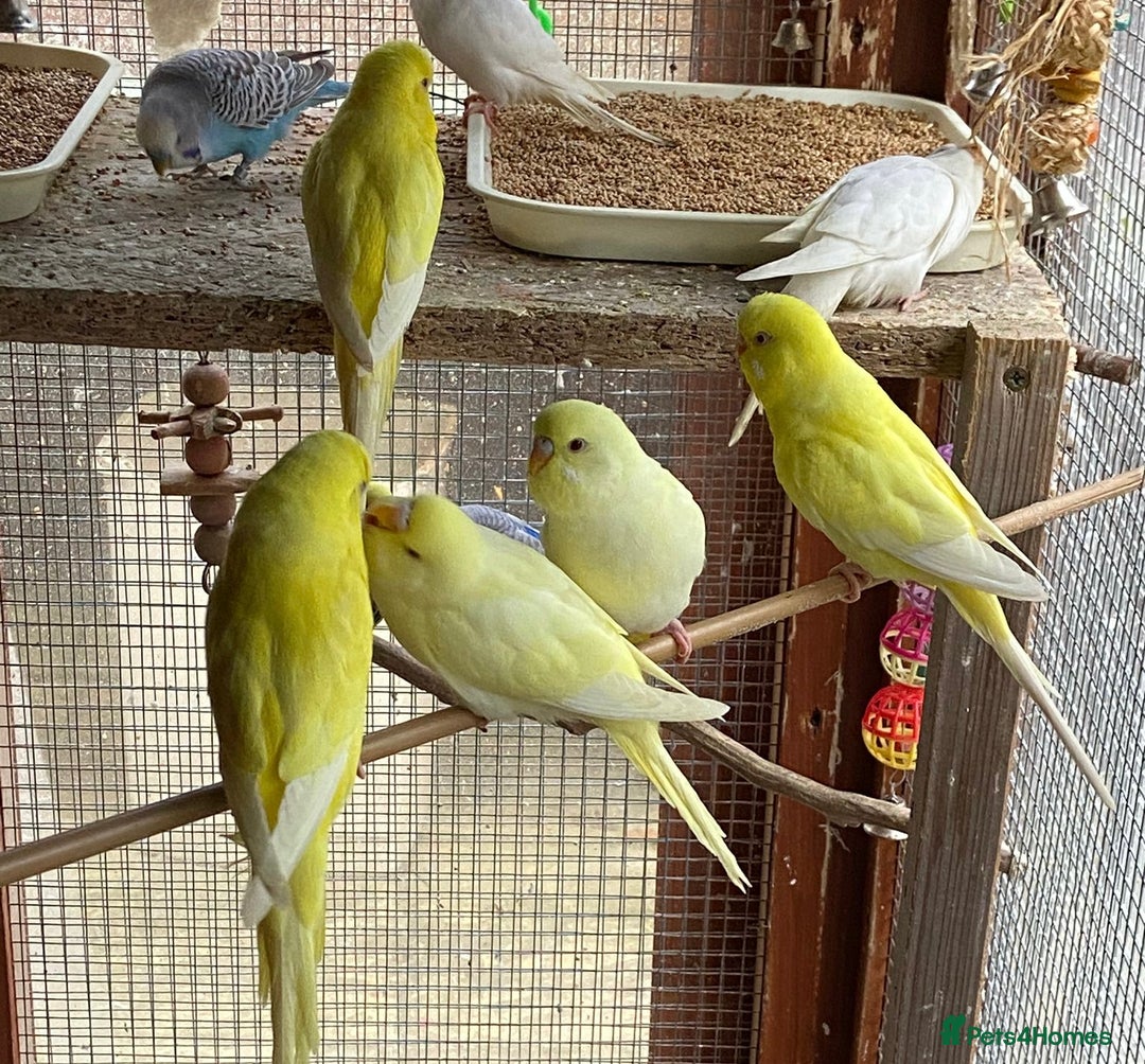 Budgerigars birds for sale: Budgies with an Aviary available. - Image 29