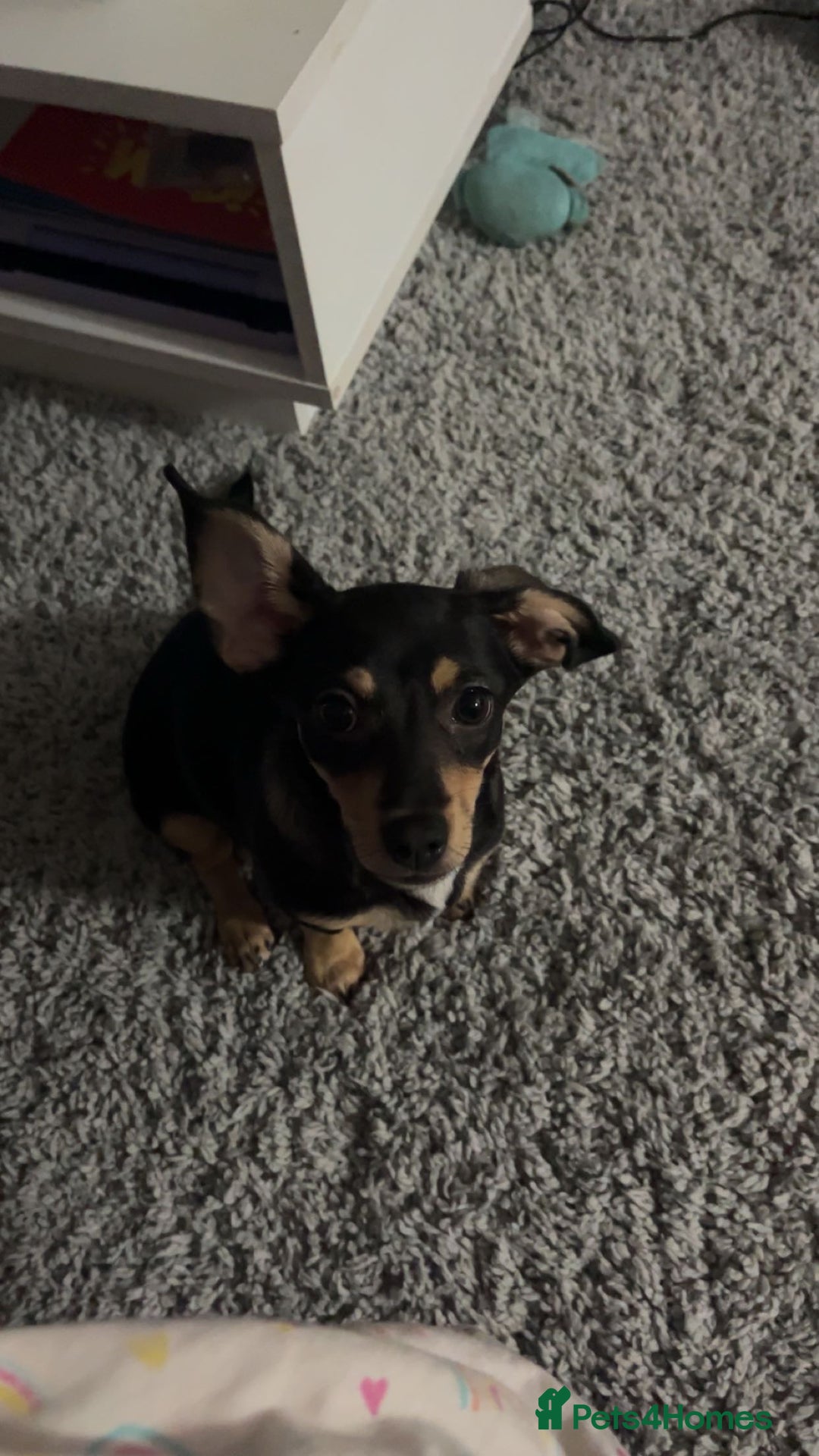 Mixed Breed dogs for sale: mable needs rehoming  - Advert 4