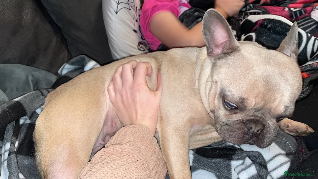 French Bulldog dogs for sale: 4 year female French bull dog  - Advert 4
