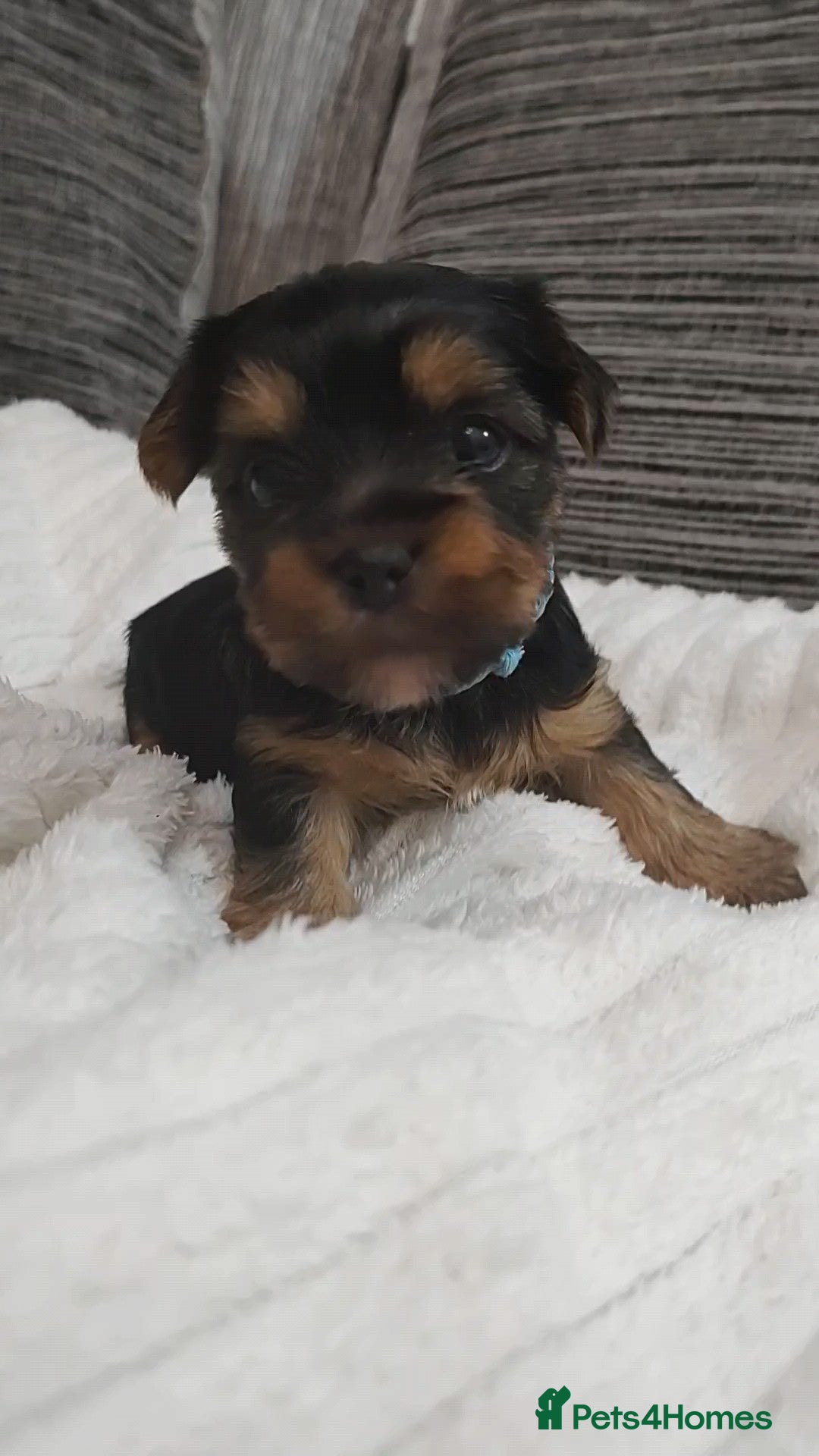 Yorkshire Terrier dogs for sale: Adorable Mini Yorkshire Terrier Puppies - Advert 15