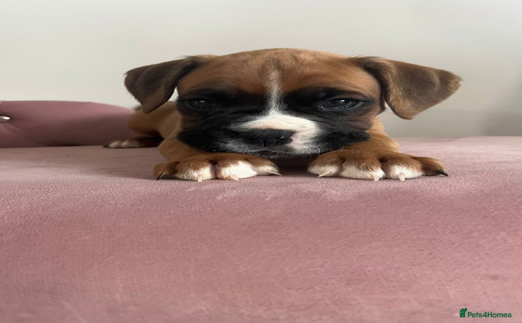 Boxer dogs - Advert 1