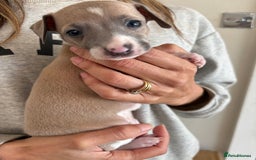 Italian Greyhound dogs for sale: Beautiful Italian Greyhound puppies for sale  - Image 6