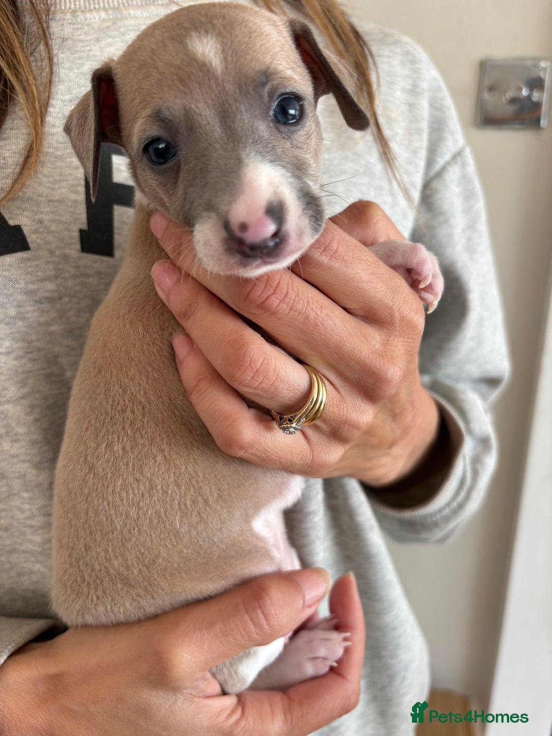 Italian Greyhound dogs for sale: Beautiful Italian Greyhound puppies for sale  - Image 6