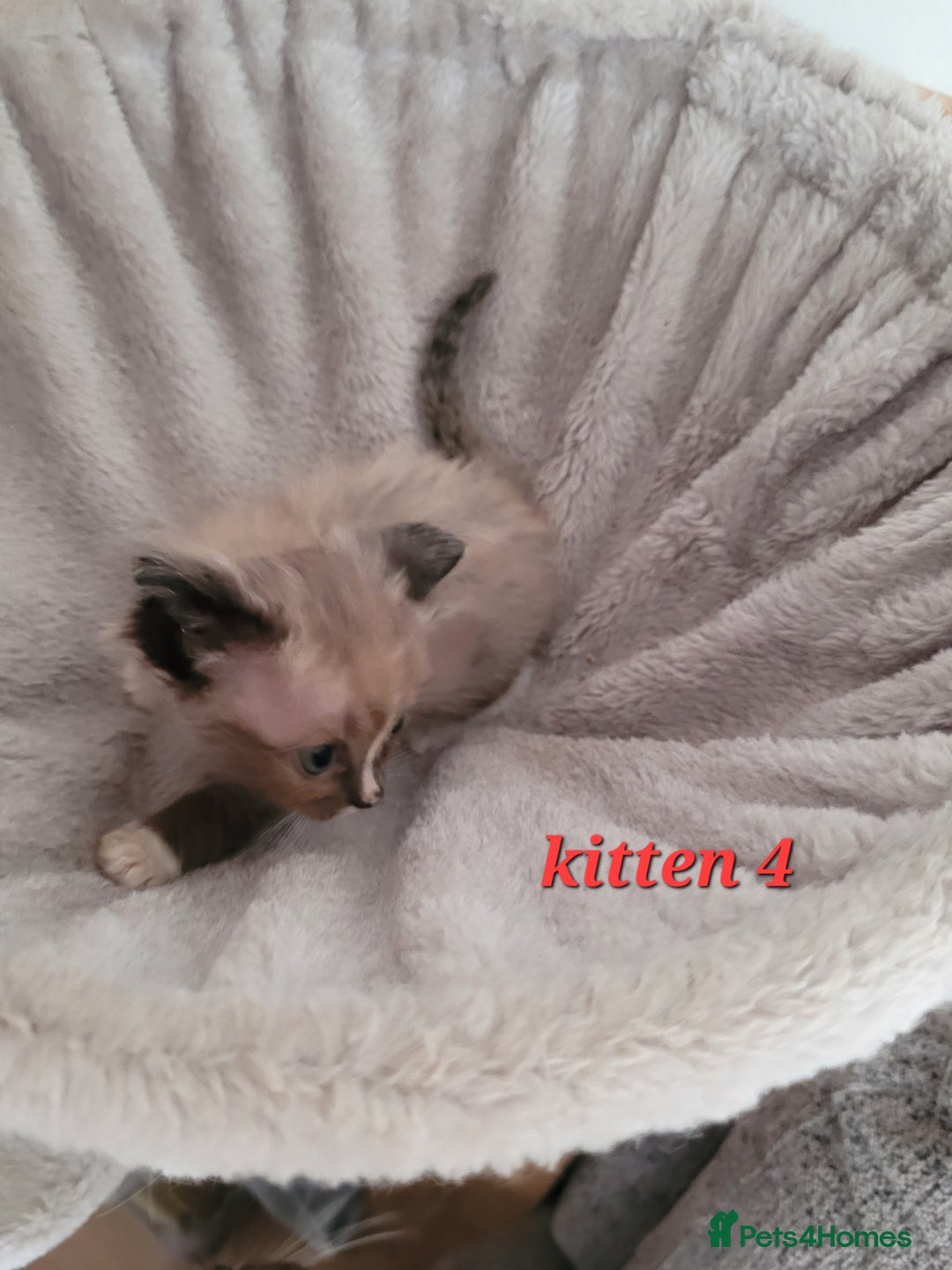 Ragdoll cats for sale: 5 Ragdoll kittens for sale Ready soon - Image 11