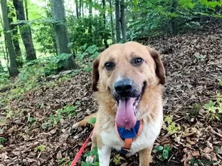 Mixed Breed dogs BOOTS - Advert 13