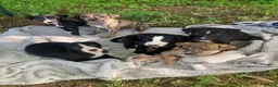 Whippet dogs for sale: 6 STUNNING WHIPPET PUPPIES - Advert 1
