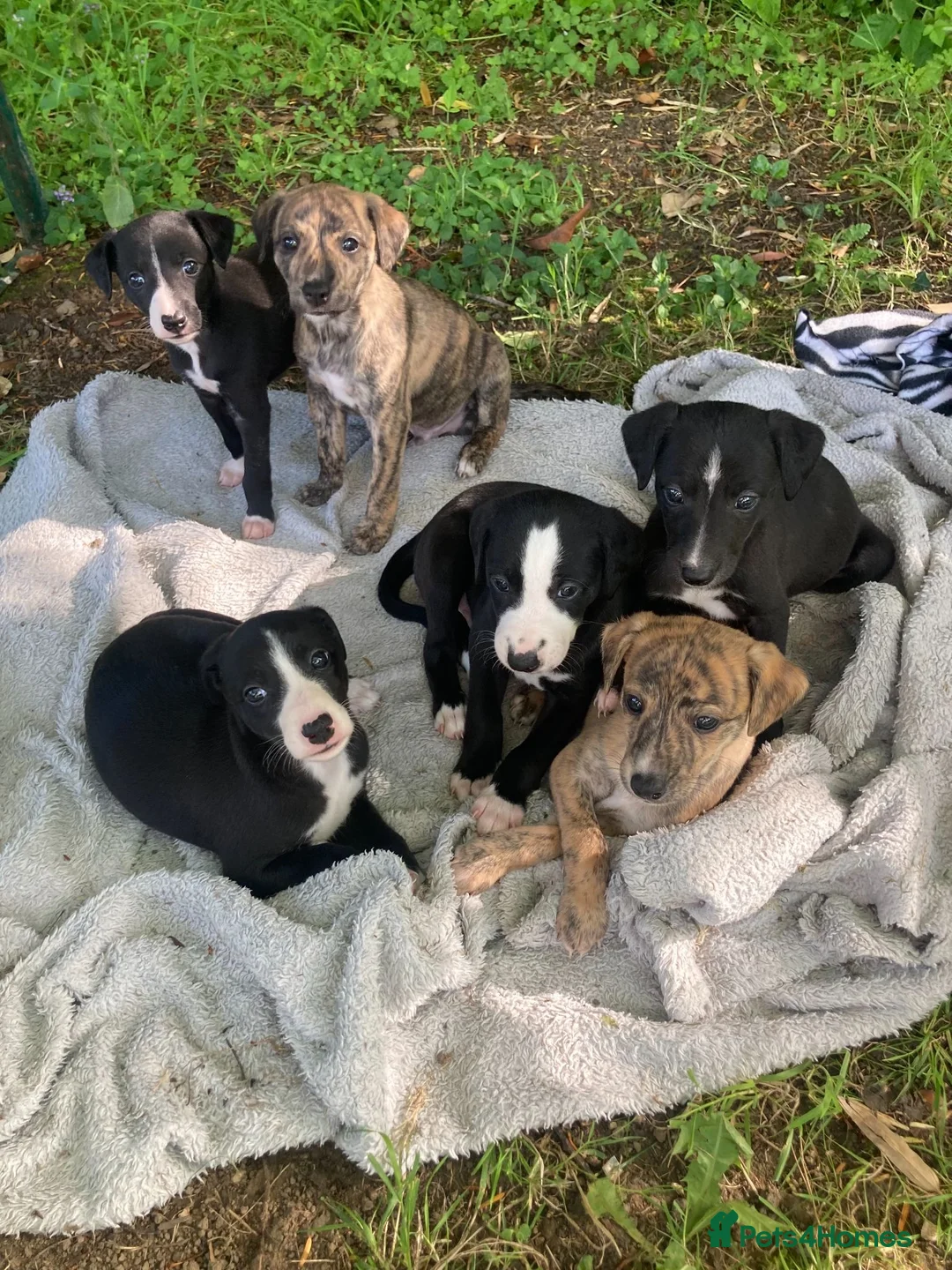 Whippet dogs for sale: 6 STUNNING WHIPPET PUPPIES - Advert 1