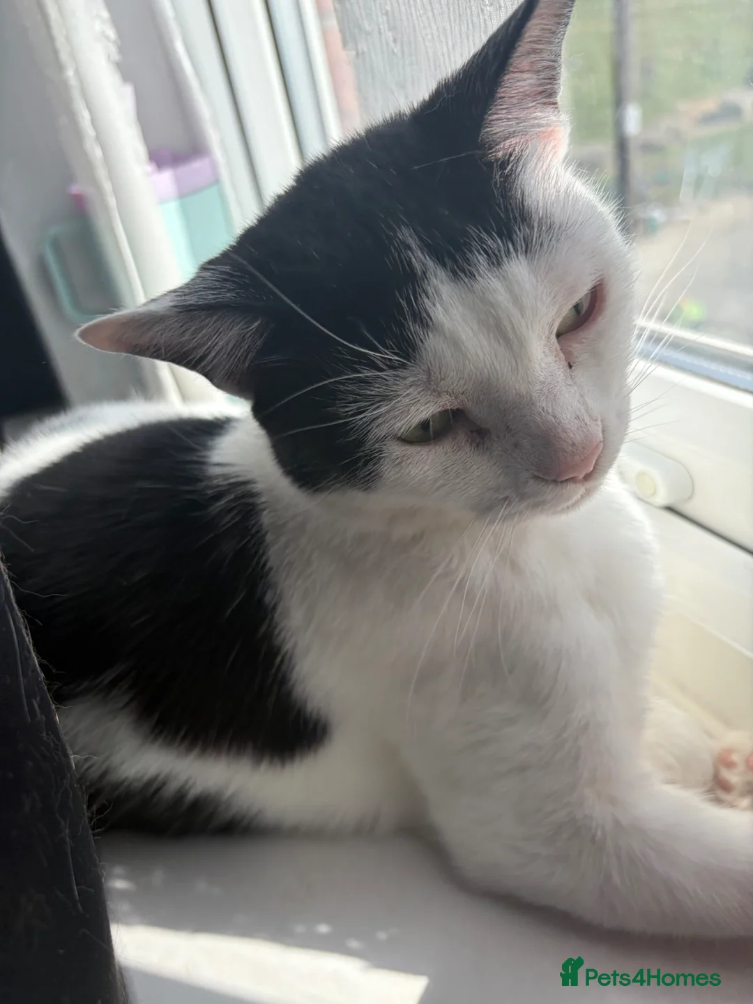 Mixed Breed cats for sale: Two lovely cats to be rehomed together in Bishop Auckland - Advert 2