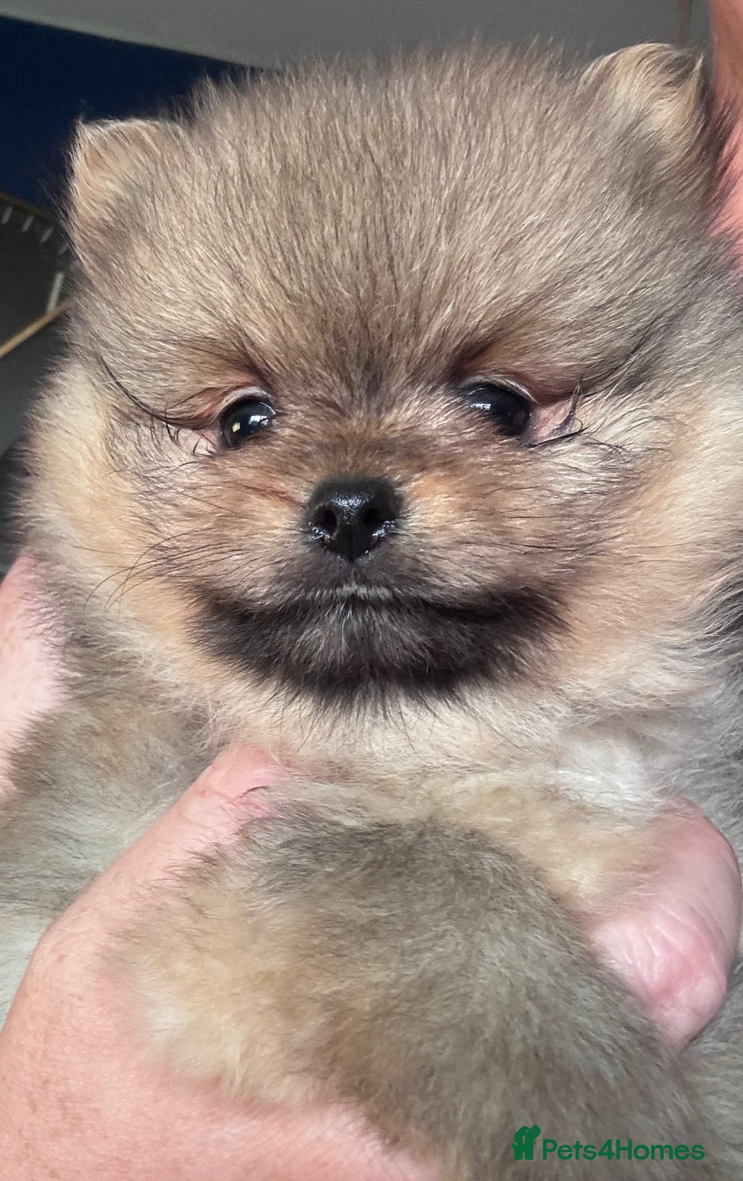 Pomeranian dogs for sale: 🏆 KC HEALTH TESTED POMERANIAN PUPPIES 🏆  - Image 15