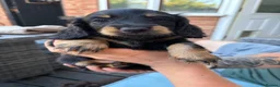 Miniature Dachshund dogs for sale: Miniature dachshund - Advert 9
