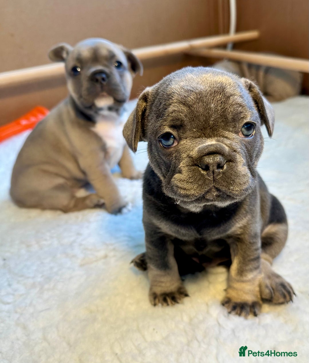 French Bulldog dogs for sale: 🐾 French Bulldog Puppies Available 🐾 - Advert 5