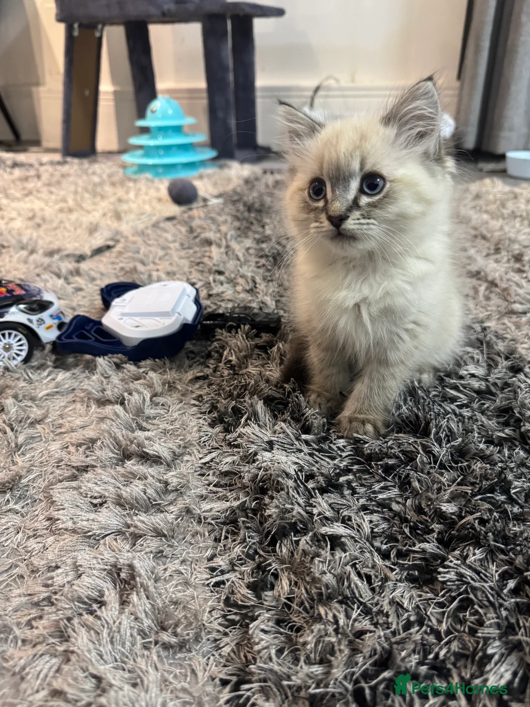 Ragdoll cats for sale: Ragdolls kitten for sale - Advert 1
