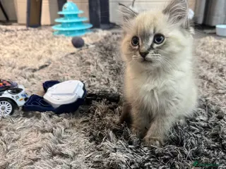 Ragdoll cats Ragdolls kitten for sale - Advert 1