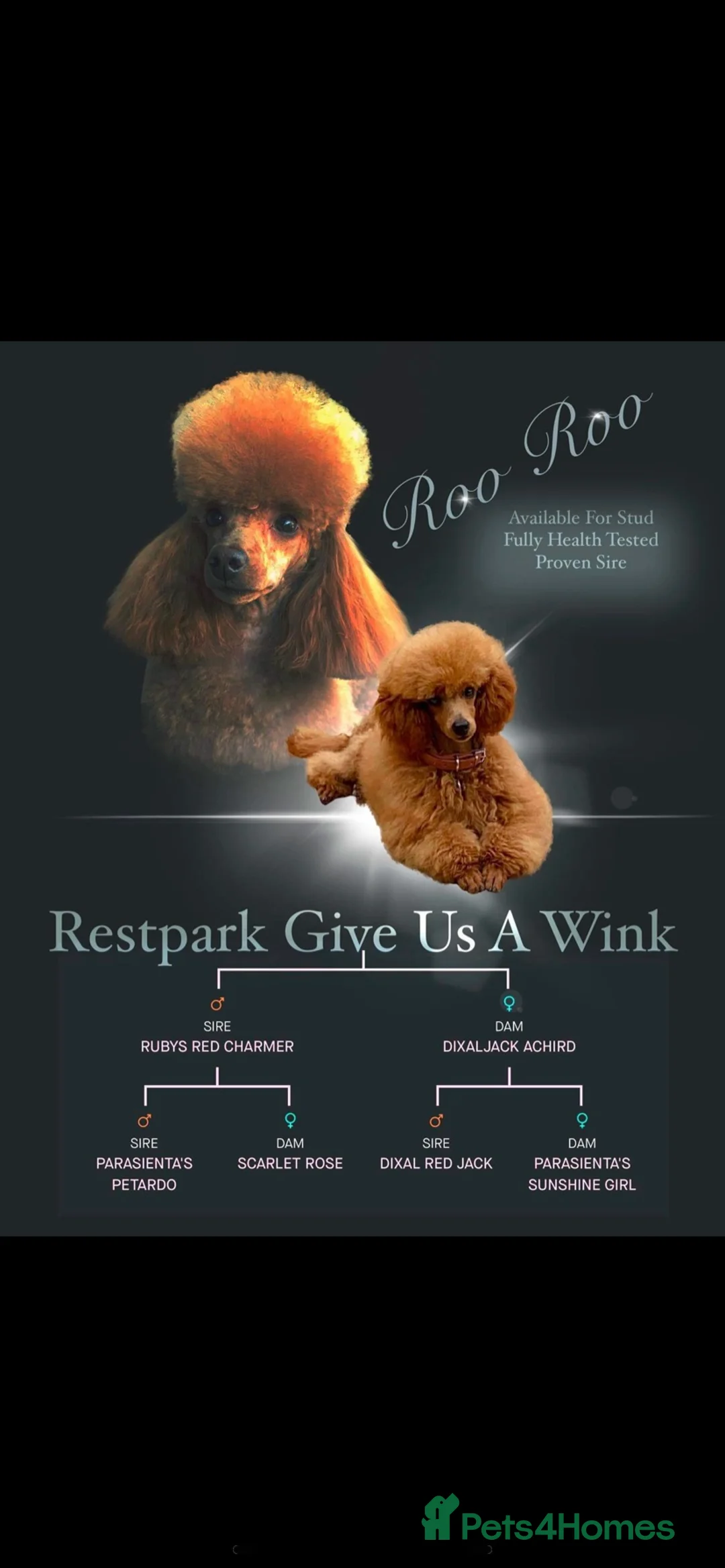 Toy Poodle dogs for stud: Kc Reg, full health tested stunning toy poodle  in Waterlooville - Advert 3