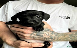 Mixed Breed dogs for sale: Miniature dachshund cross - Image 7