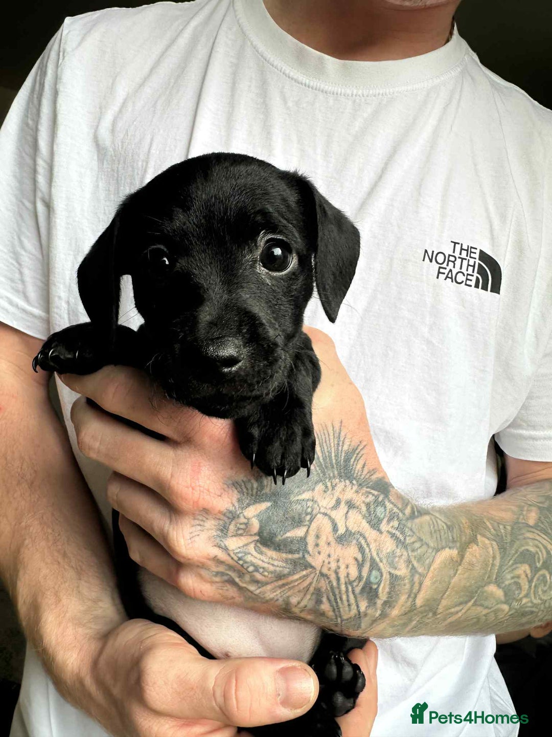 Mixed Breed dogs for sale: Miniature dachshund cross - Image 7