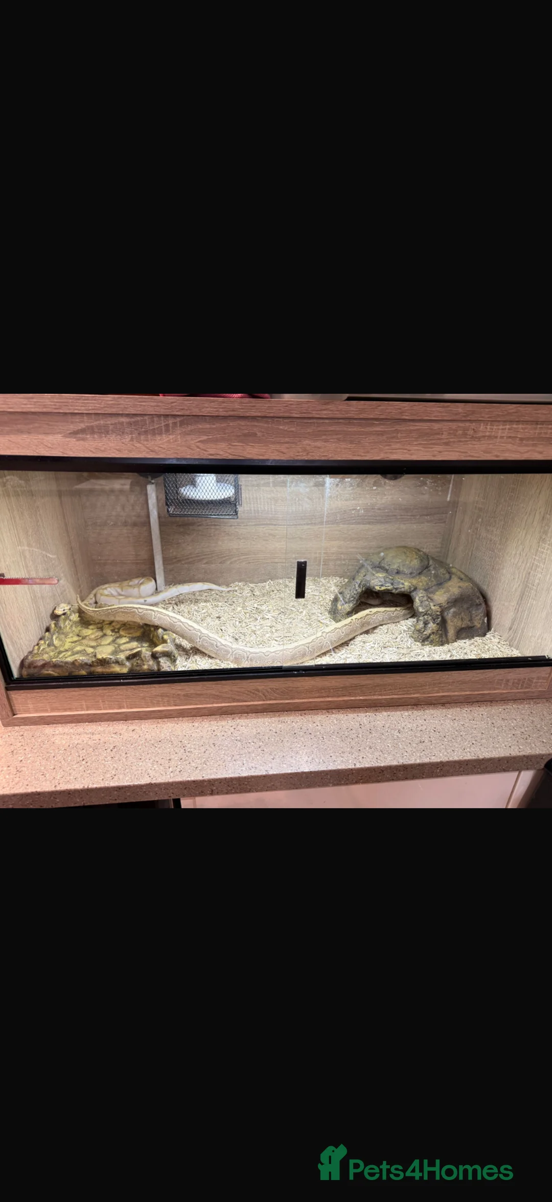 Python Snake reptiles for sale: Royal pythons  - Advert 10