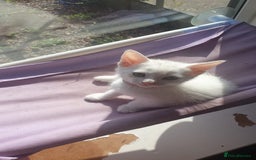 Turkish Angora cats for sale: Turkish angora cross Bengal  - Image 18