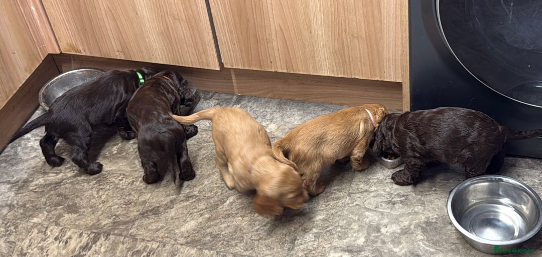 Cocker Spaniel dogs for sale: Cocker spaniel puppies - Advert 9