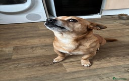 Chorkie dogs for sale: Small dog needs new home  - Image 2
