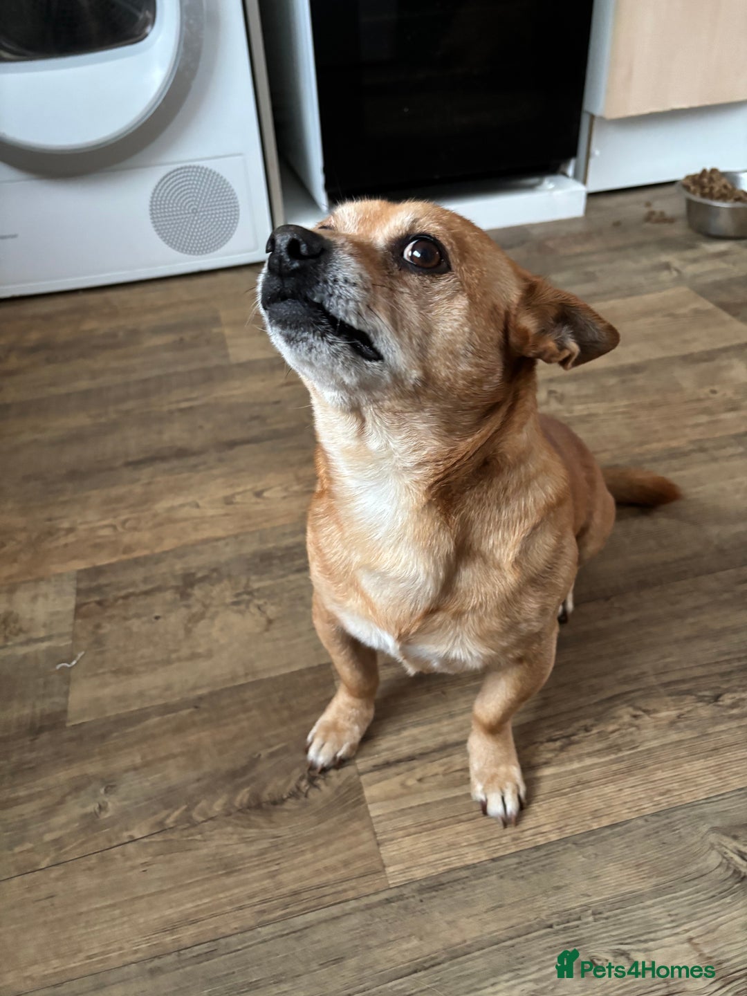 Chorkie dogs for sale: Small dog needs new home  - Image 2