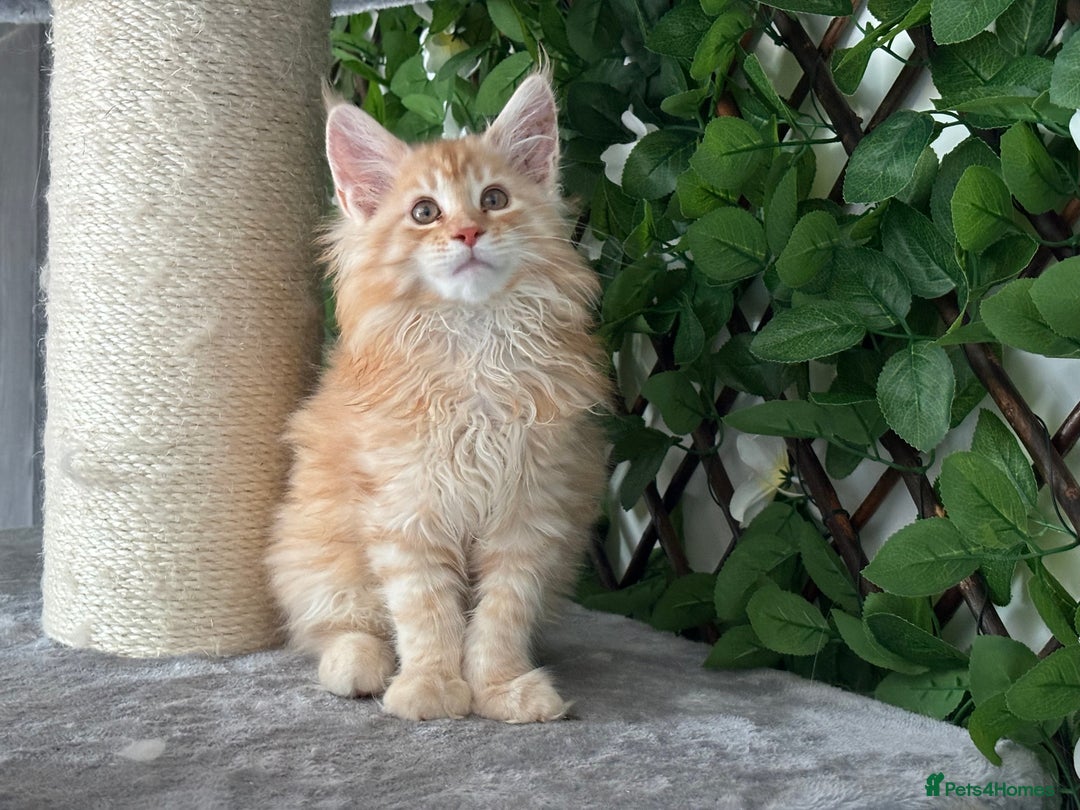 Maine Coon cats for sale: Tica DNA negative Maine Coon kittens  in Fordingbridge - Image 30